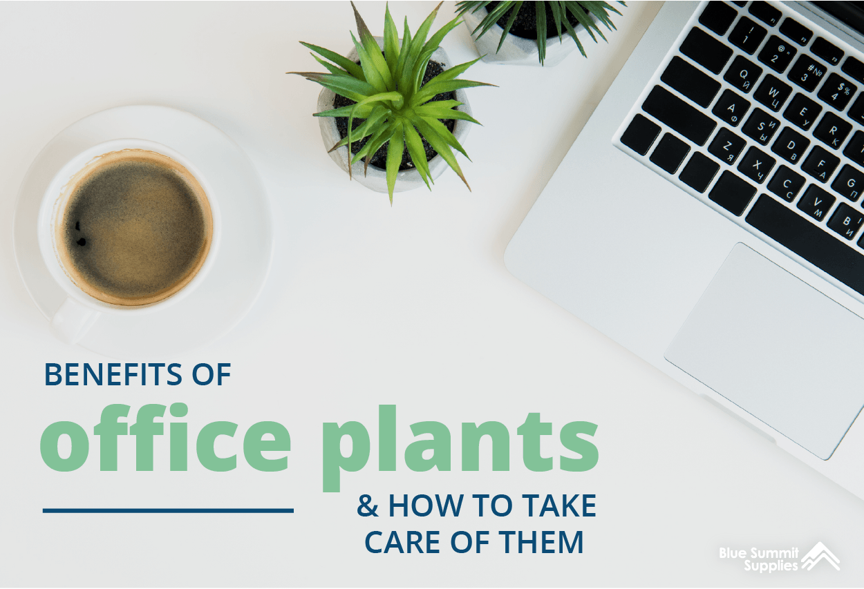 The Benefits of Office Plants and How to Take Care of Them