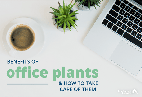 The Benefits of Office Plants and How to Take Care of Them